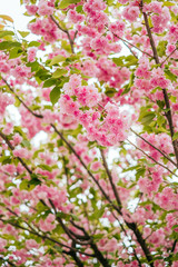 Bright pink cherry sakura blossom background with beautiful blurred bokeh effect.
