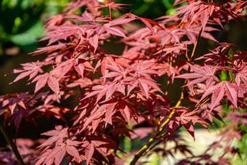Close-up of graceful red leaves of Japanese Maple, Acer palmatum Atropurpureum tree with purple leaves in beautiful spring garden