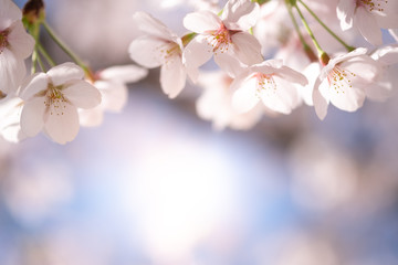 Closeup beautiful cherry blossom  or Sakura flower on nature background.-Image.