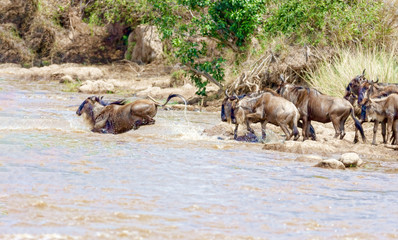 Fototapeta na wymiar Crossing. Kenya. National park. The wildebeest and the zebras cr