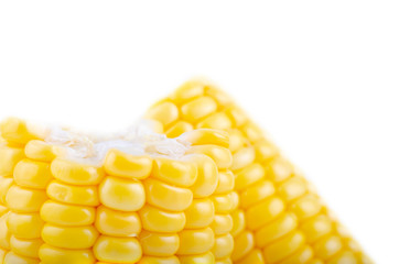 fresh raw sweet corn on the cob kernels over white background