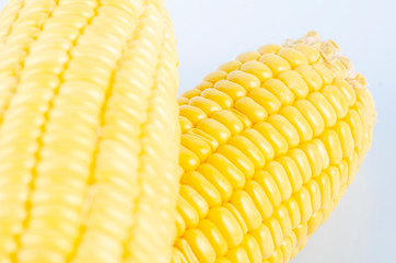 fresh raw sweet corn on the cob kernels over white background