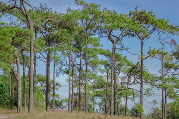 Green pine forest landscape and sky.