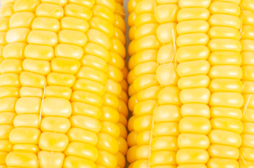 fresh raw sweet corn on the cob kernels over white background