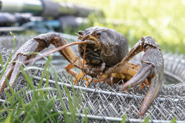 Fresh live cancer crawls on the fishing net near the fishing rod
