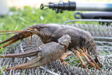 Fresh live cancer crawls on the fishing net near the fishing rod