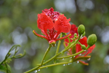 LES FLEURS DU SAHEL