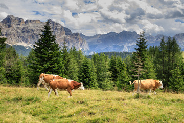Fototapeta na wymiar mucche al pascolo in val Badia