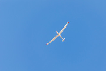 White glider