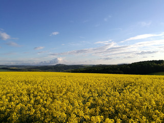 Das Erzgebirgsvorland mit sanften Hügeln und Wäldern im Frühling, am Horizont das Schloss Augustusburg, im Vordergrund ein blühendes Rapsfeld, blauer Himmel mit Wolken, Landschaft in Sachsen