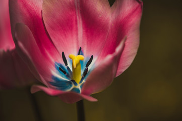 Tulip