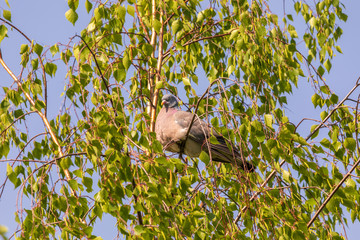 Obraz premium Beautiful gray dove on birch