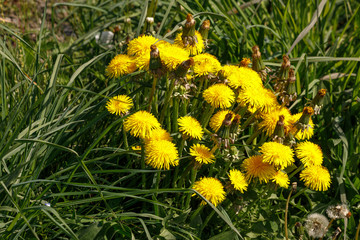 Beautiful glade of yellow dandelion flowers