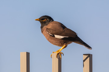 Mynah on blue sky background