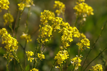 Obraz premium Ripe rape in field