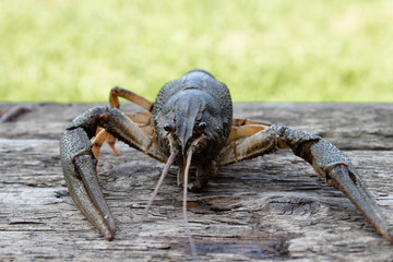 Live cancer crawls on old boards in the fresh air
