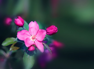 Fototapeta na wymiar Beautiful photo of pink spring sakura flowers in early spring