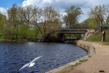 Living in the city. The gull.