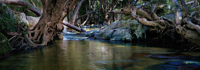 A wonderful tropical creek runs between mysterious curved trees and boulders. Davies Creek National Park , Upper Davies Creek and Dinden National Park. Far North Queensland, Australia. Image.