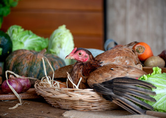 Hen in basket with eggs among the various types of vegetable on table in the kitchen