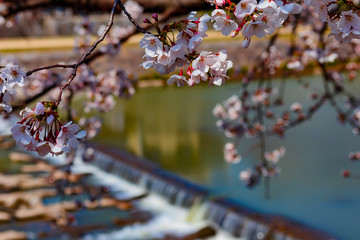 Sakura season in Kyoto, Japan