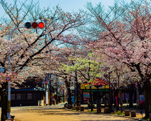 red lights, Sakura season in Kyoto, Japan