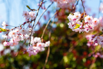 Sakura season in Kyoto, Japan