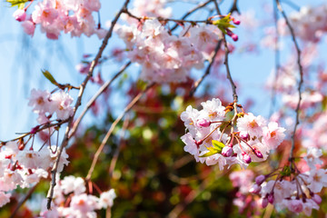 Sakura season in Kyoto, Japan