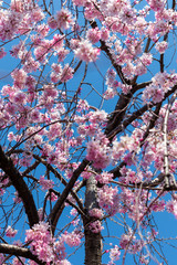 Sakura season in Kyoto, Japan