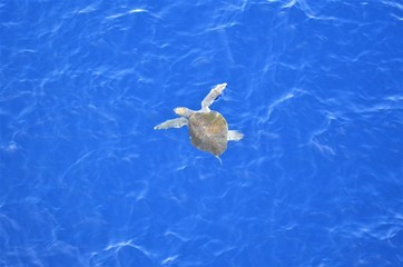Sea turtle swimming in the Pacific Ocean.