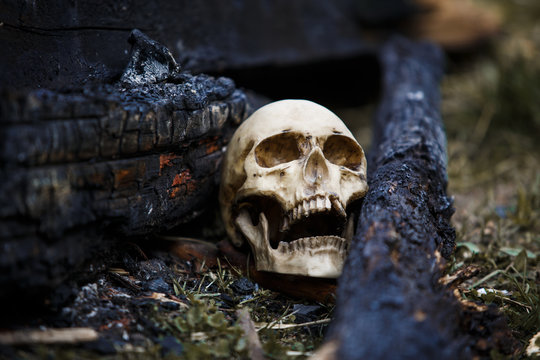Human skull among the coals in the ashes of the fire. A copy of a human skull on ashes close-up for Halloween. Problems of ecology, death and rebirth