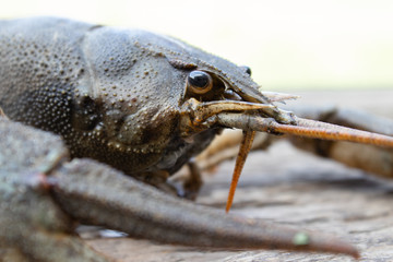 Live cancer crawls on old boards in the fresh air