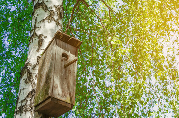 Old birdhouse on a birch among green leaves. Squirrel looks out