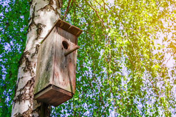 Old birdhouse on a birch among green leaves