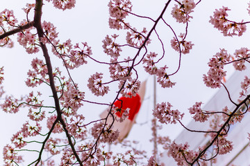 Flag of Japan through sakura trees