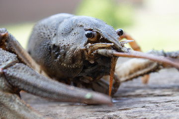 Fresh live cancer sits on wooden boards in nature