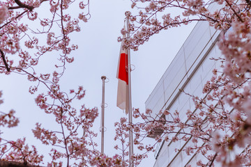 Flag of Japan through sakura trees