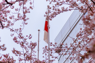Flag of Japan through sakura trees