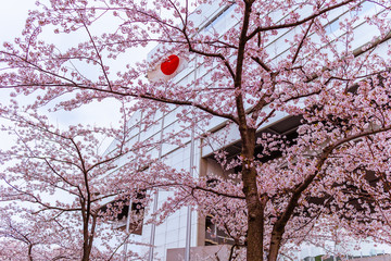 Flag of Japan through sakura trees
