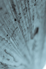 wood textured cement, narrow depth of field with copy space