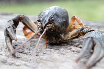 Fresh live cancer sits on wooden boards in nature