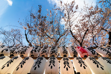 two rows of Japanese lanterns with cherry blossoms