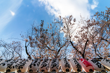 one row of Japanese lanterns with cherry blossoms
