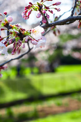 cherry blossoms isolated, on a branch, with copy space