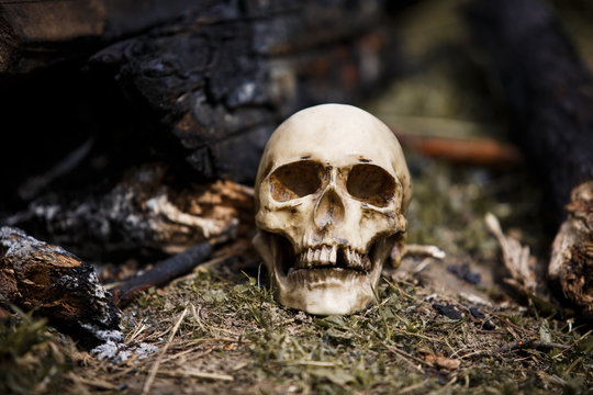 Human skull among the coals in the ashes of the fire. A copy of a human skull on ashes close-up for Halloween. Problems of ecology, death and rebirth