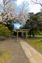 Torii gate and cherry blossoms