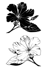 vector hand drawn sketch hibiscus flower silhouettes in black and white isolated on white background. elements for your design