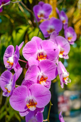 Phalaenopsis Orchid flower in garden at spring day for postcard beauty and agriculture idea concept...