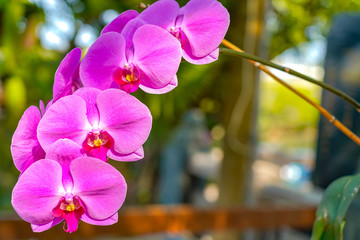 Phalaenopsis Orchid flower in garden at spring day for postcard beauty and agriculture idea concept...