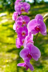 Phalaenopsis Orchid flower in garden at spring day for postcard beauty and agriculture idea concept...